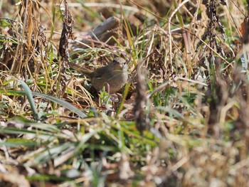 ウグイス 甲山森林公園 2021年2月11日(木)