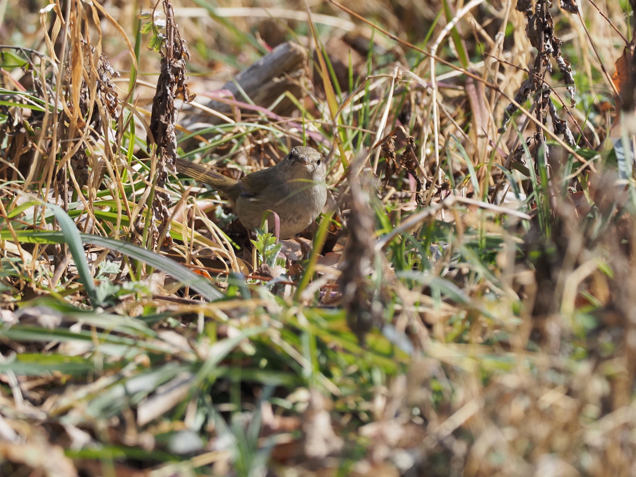 Photo of Japanese Bush Warbler at 甲山森林公園 by speedgame
