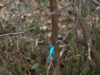 Common Kingfisher 甲山森林公園 Thu, 2/11/2021