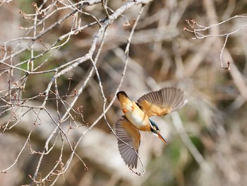 Common Kingfisher 甲山森林公園 Thu, 2/11/2021