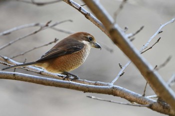 Thu, 2/11/2021 Birding report at Machida Yakushiike Park