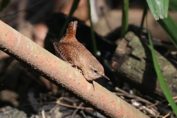 2021年2月6日(土) 大町自然観察園の野鳥観察記録