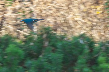 Common Kingfisher Osaka Tsurumi Ryokuchi Sat, 12/31/2016