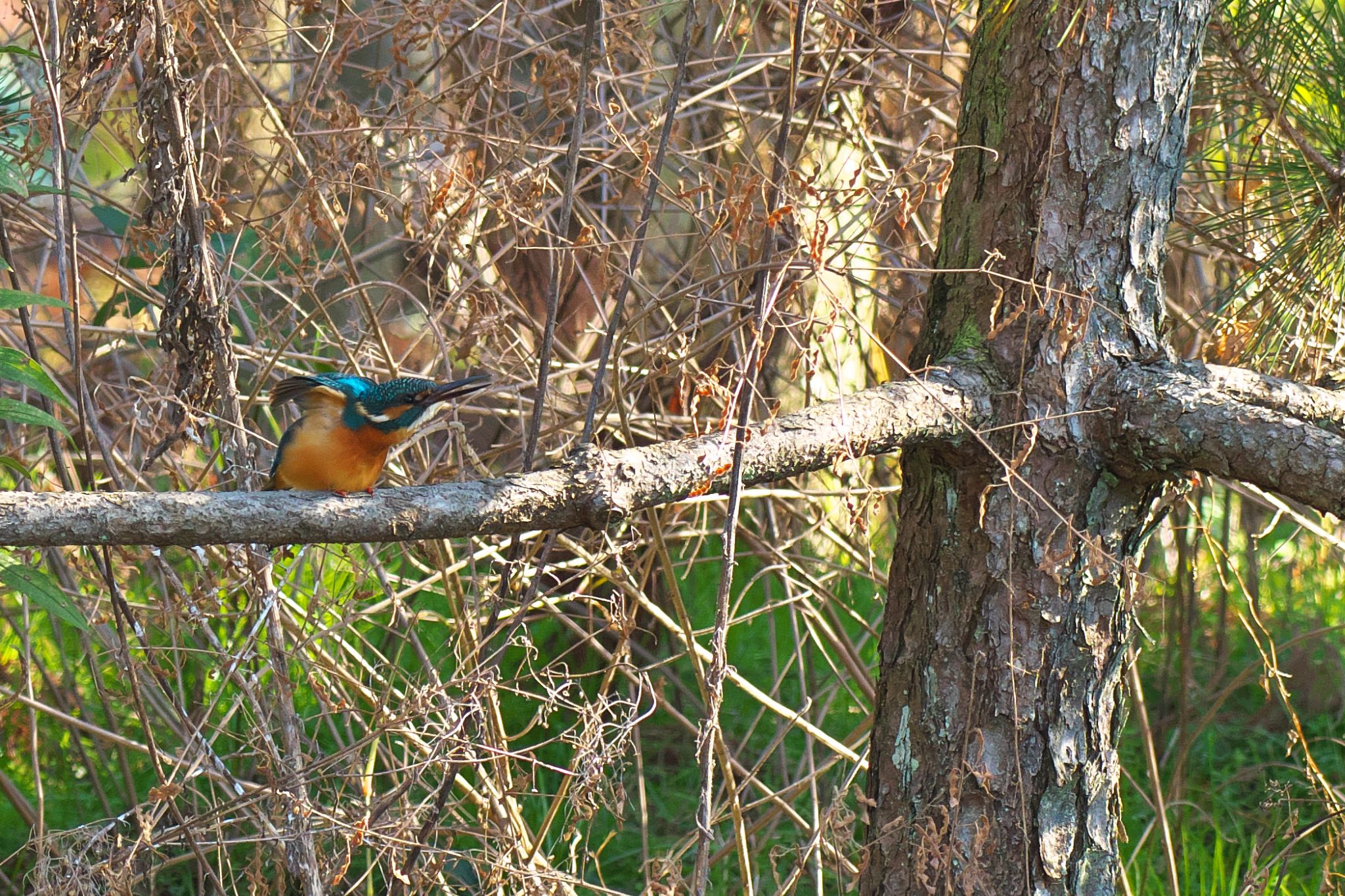 Photo of Common Kingfisher at Osaka Tsurumi Ryokuchi by R/あーる