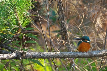 Common Kingfisher Osaka Tsurumi Ryokuchi Sat, 12/31/2016