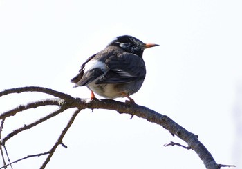 ムクドリ 愛知県森林公園 2021年2月9日(火)