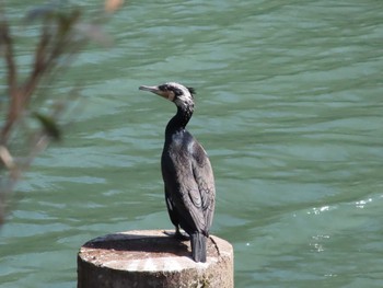 カワウ 清水入緑地～長池公園～唐木田駅 2021年2月11日(木)