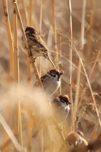 スズメ 守谷野鳥のみち 2021年2月11日(木)