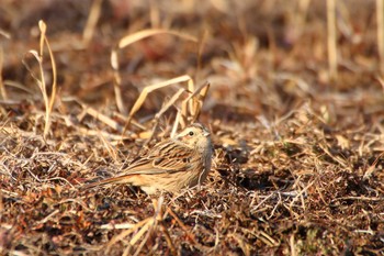 ホオジロ 守谷野鳥のみち 2021年2月11日(木)