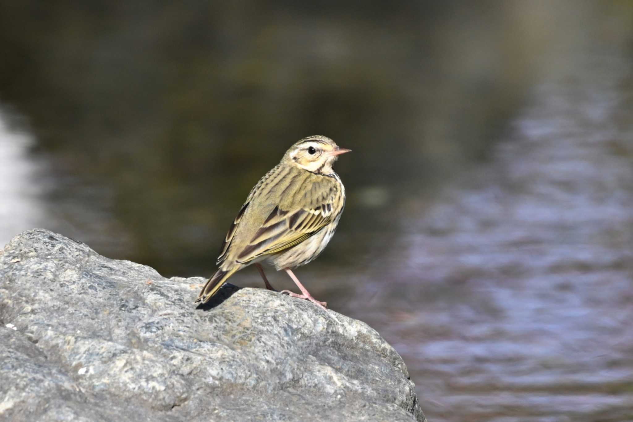 Photo of Olive-backed Pipit at Kyoto Gyoen