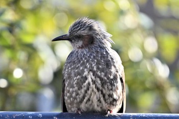 Brown-eared Bulbul 嵯峨野 Sun, 1/31/2021