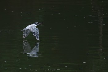 Crested Kingfisher Unknown Spots Unknown Date