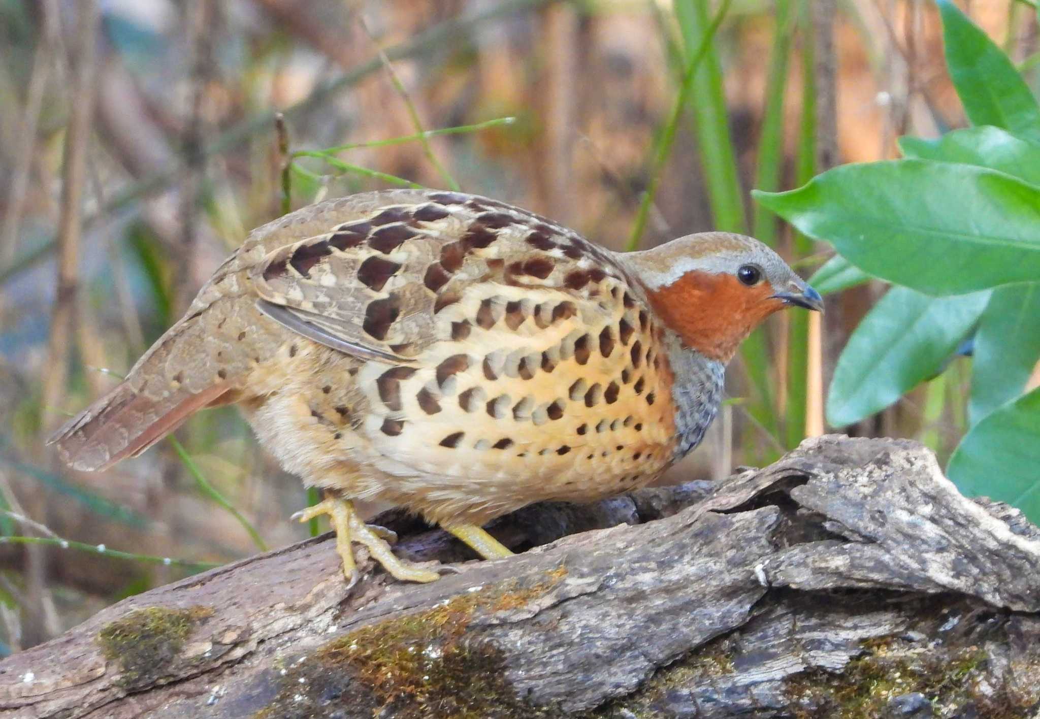 Photo of Chinese Bamboo Partridge at 