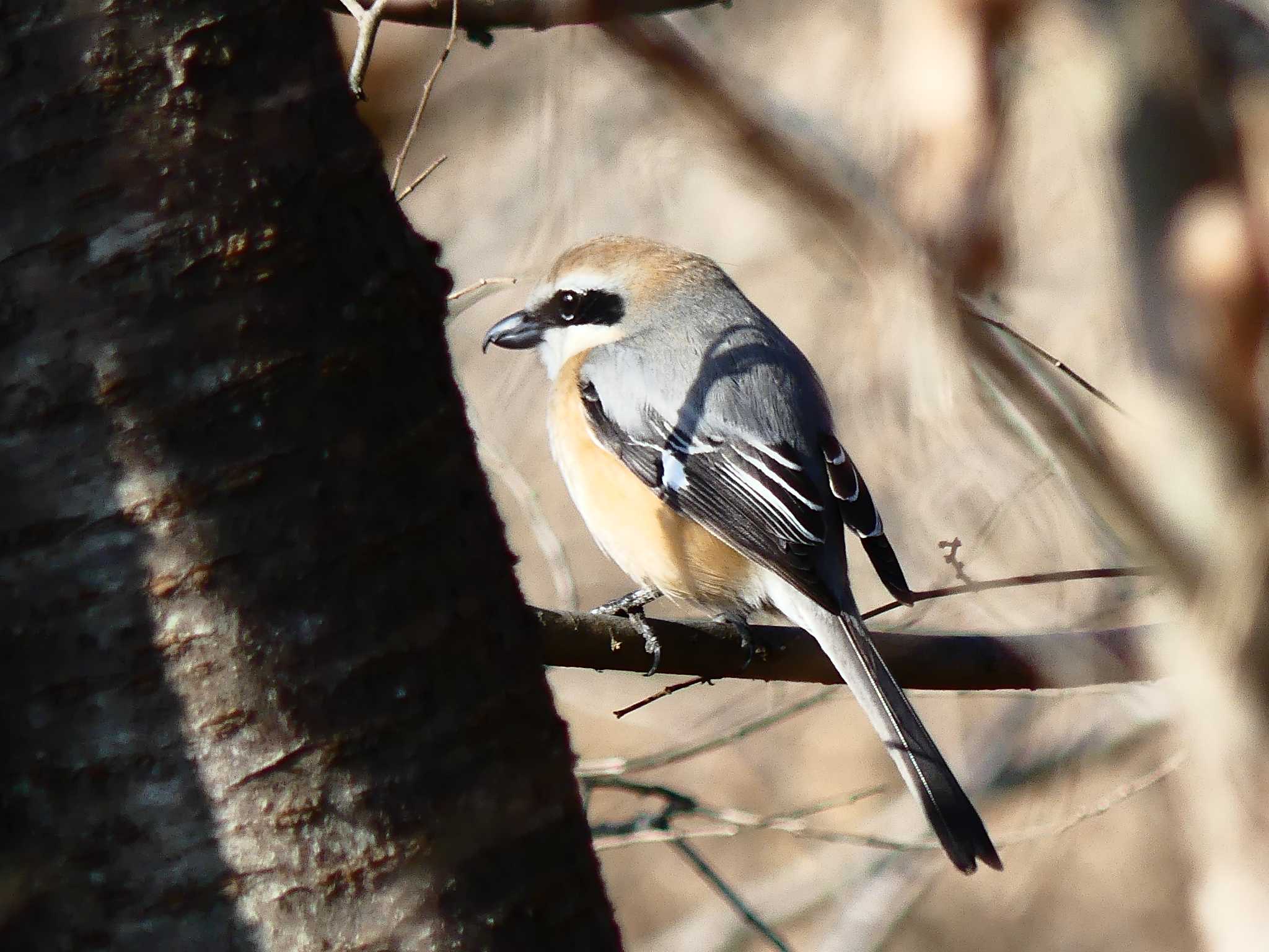 Photo of Bull-headed Shrike at 嵐山町