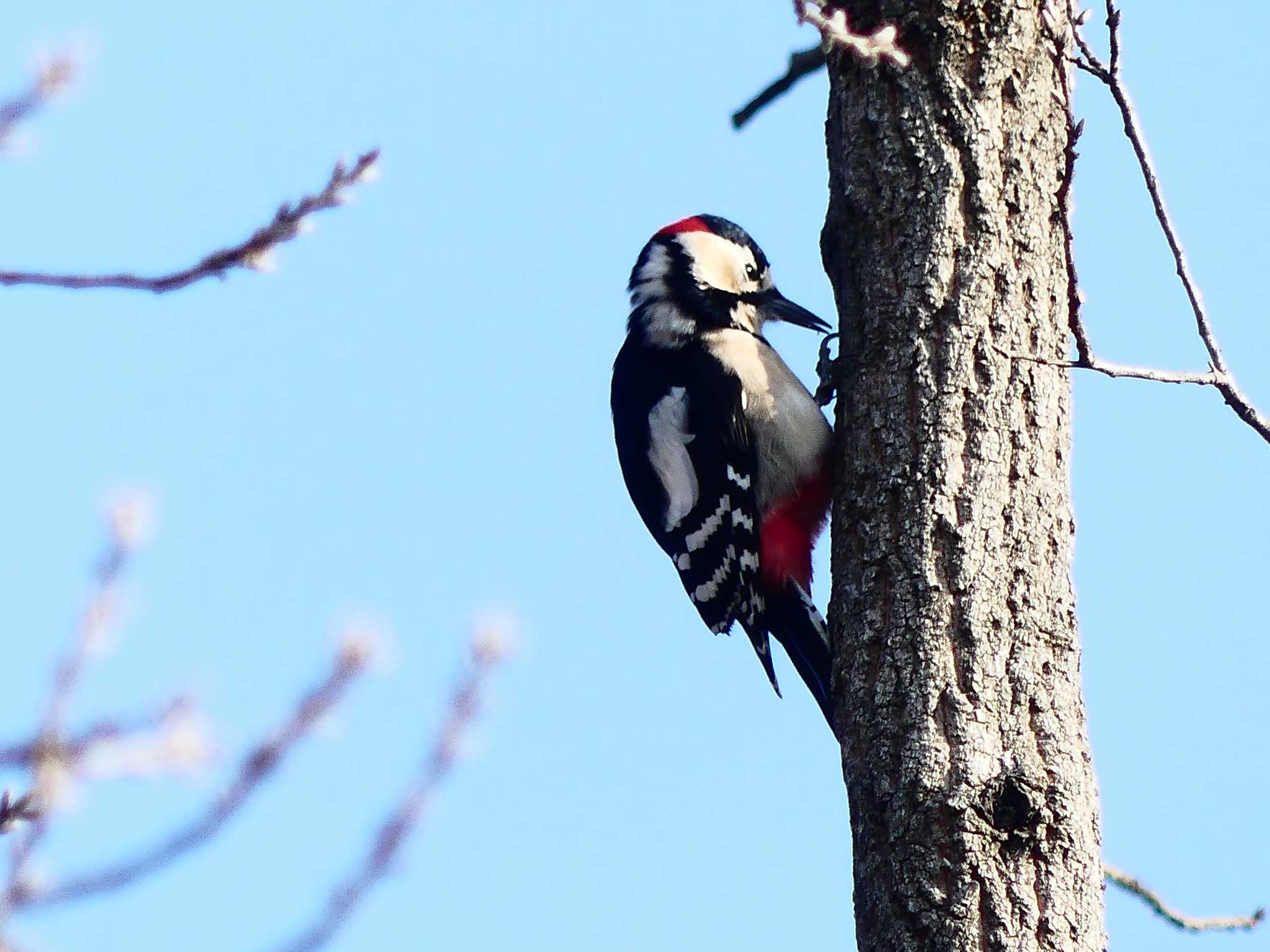 Photo of Great Spotted Woodpecker at 嵐山町