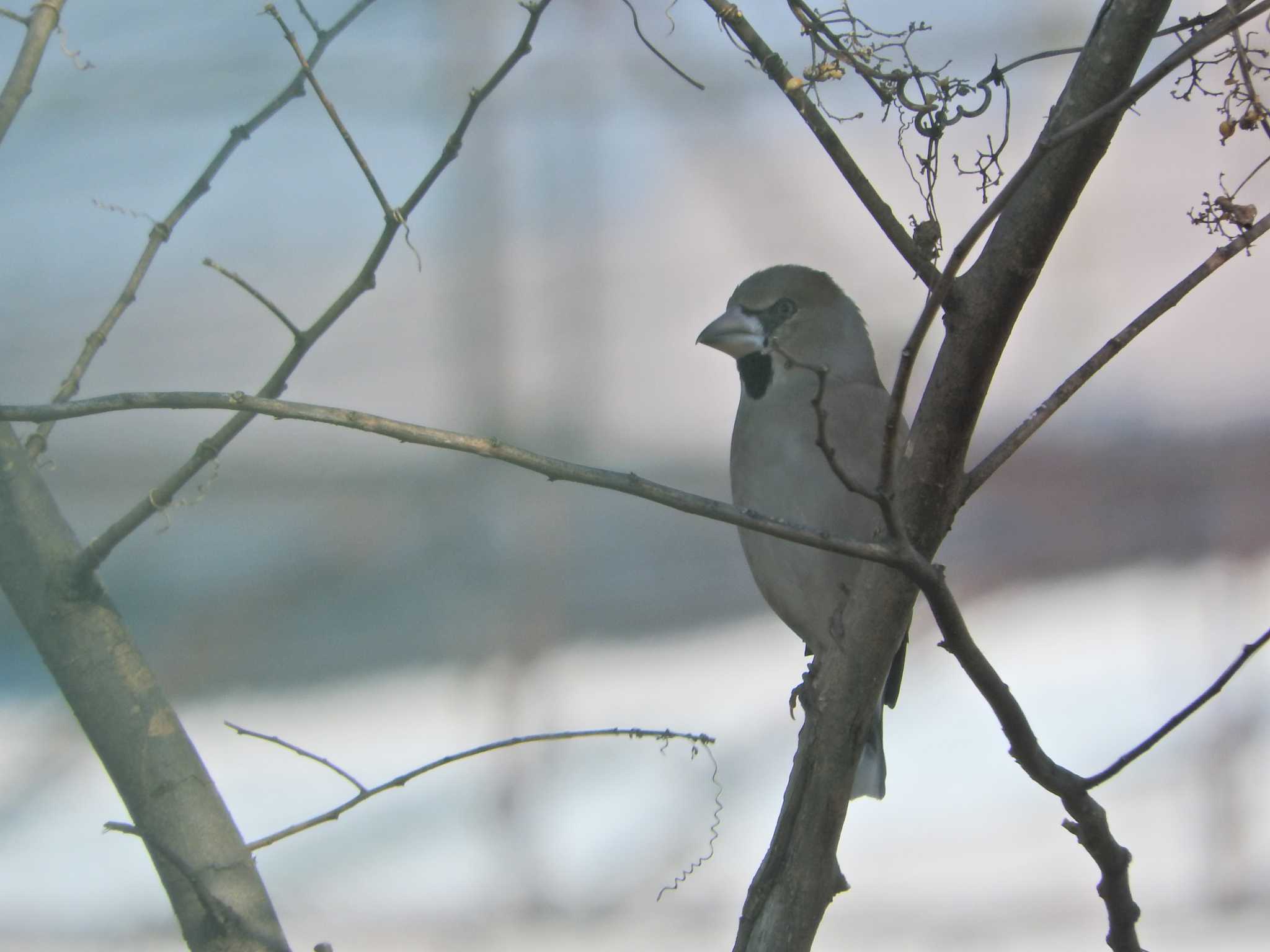 Photo of Hawfinch at 砂川堀北野調整池