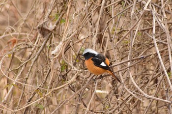 ジョウビタキ 多摩川 2021年2月12日(金)