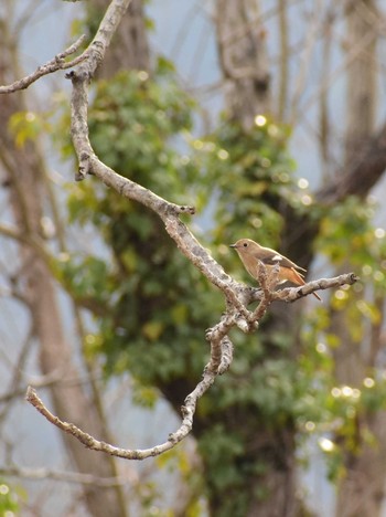 Daurian Redstart 多摩川 Fri, 2/12/2021