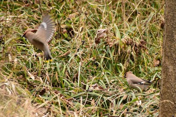 Bohemian Waxwing 多摩川 Fri, 2/12/2021