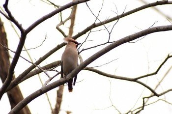 Bohemian Waxwing 多摩川 Fri, 2/12/2021