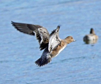 Eurasian Wigeon 佐鳴湖 Sat, 11/28/2020