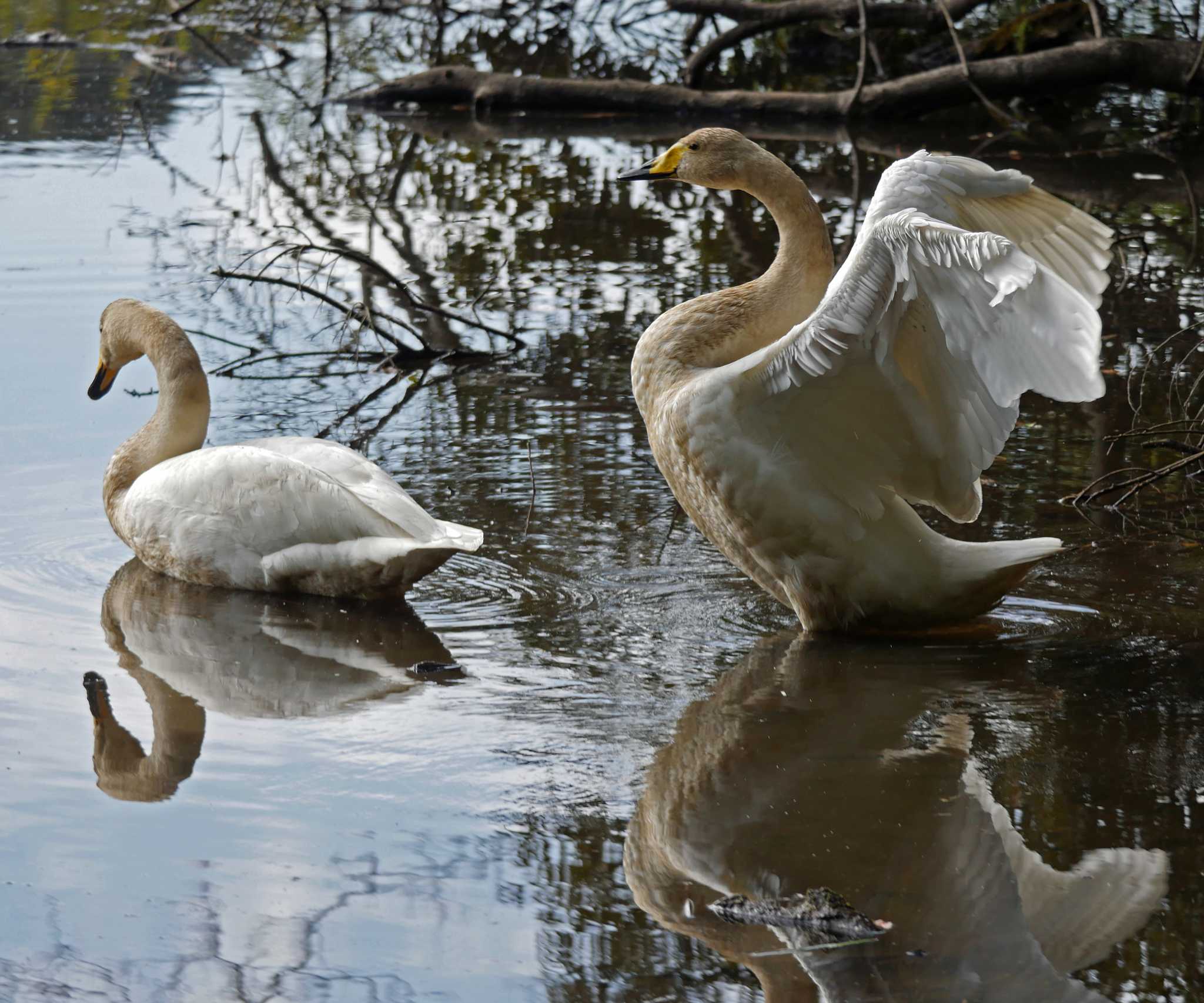 Photo of Whooper Swan at 桶ケ谷沼 by Chacoder