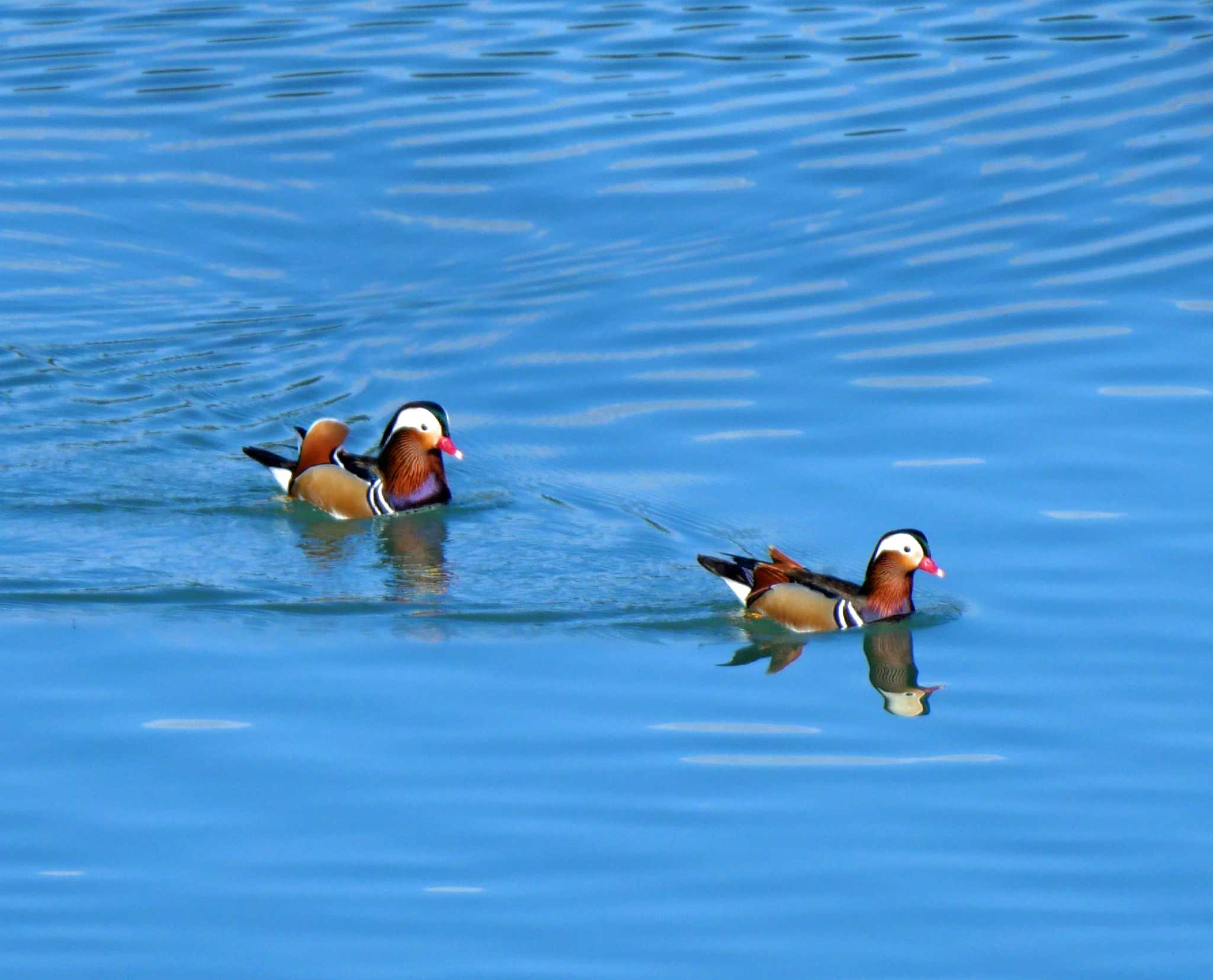 Photo of Mandarin Duck at 船明ダム by Chacoder