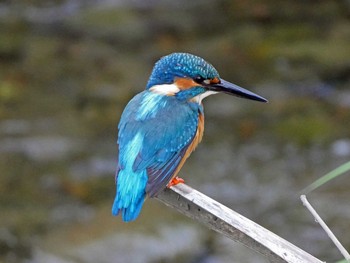 Common Kingfisher 佐鳴湖 Sat, 10/3/2020