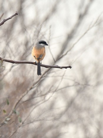 Long-tailed Shrike Unknown Spots Fri, 2/12/2021