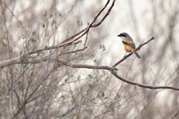 Long-tailed Shrike Unknown Spots Fri, 2/12/2021