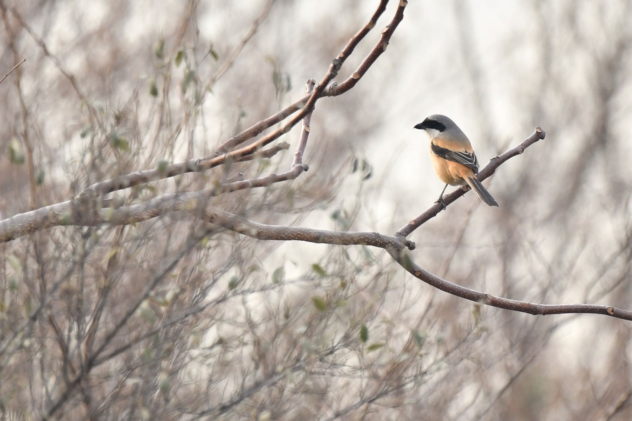 Photo of Long-tailed Shrike at 