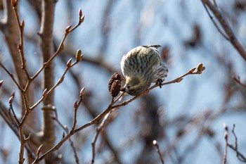 Eurasian Siskin 神奈川県 Thu, 2/11/2021