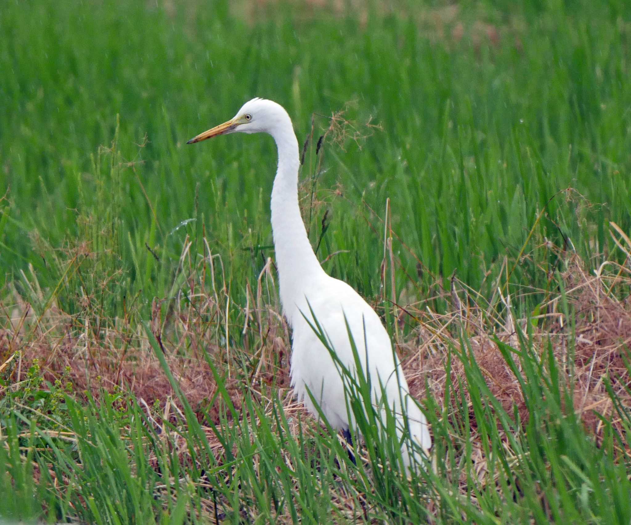 磐田大池 アマサギの写真 by Chacoder