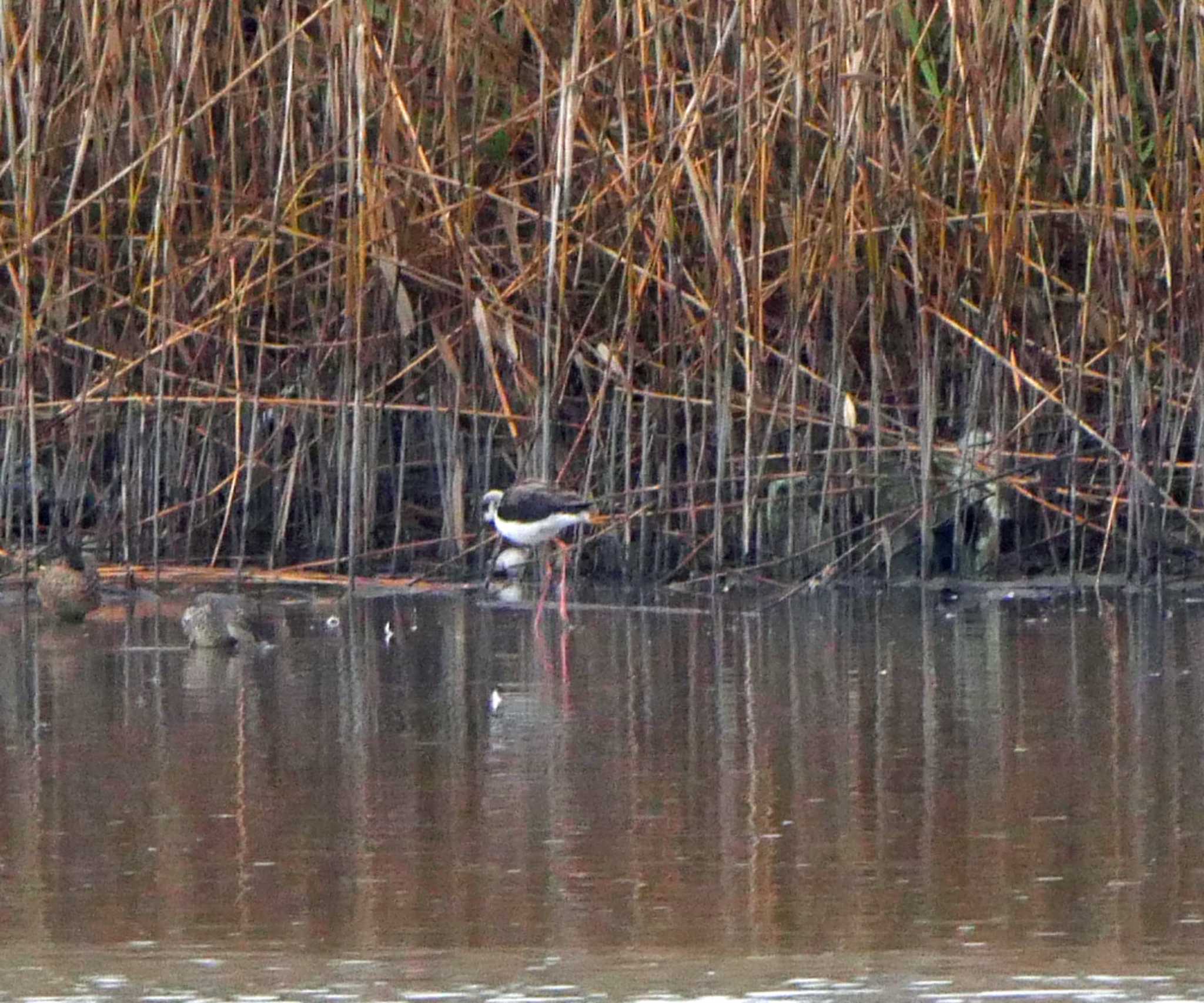 Photo of Black-winged Stilt at 磐田大池 by Chacoder