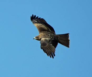 Black Kite 竜洋海浜公園 Sat, 10/31/2020