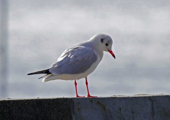 ユリカモメ 佐鳴湖 2021年1月3日(日)