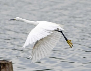 コサギ 佐鳴湖 2020年9月26日(土)