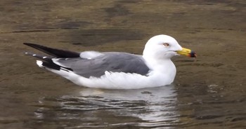 ウミネコ 兵庫県西宮市 御前浜 2017年1月2日(月)