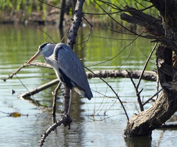 アオサギ 佐鳴湖 2020年11月28日(土)