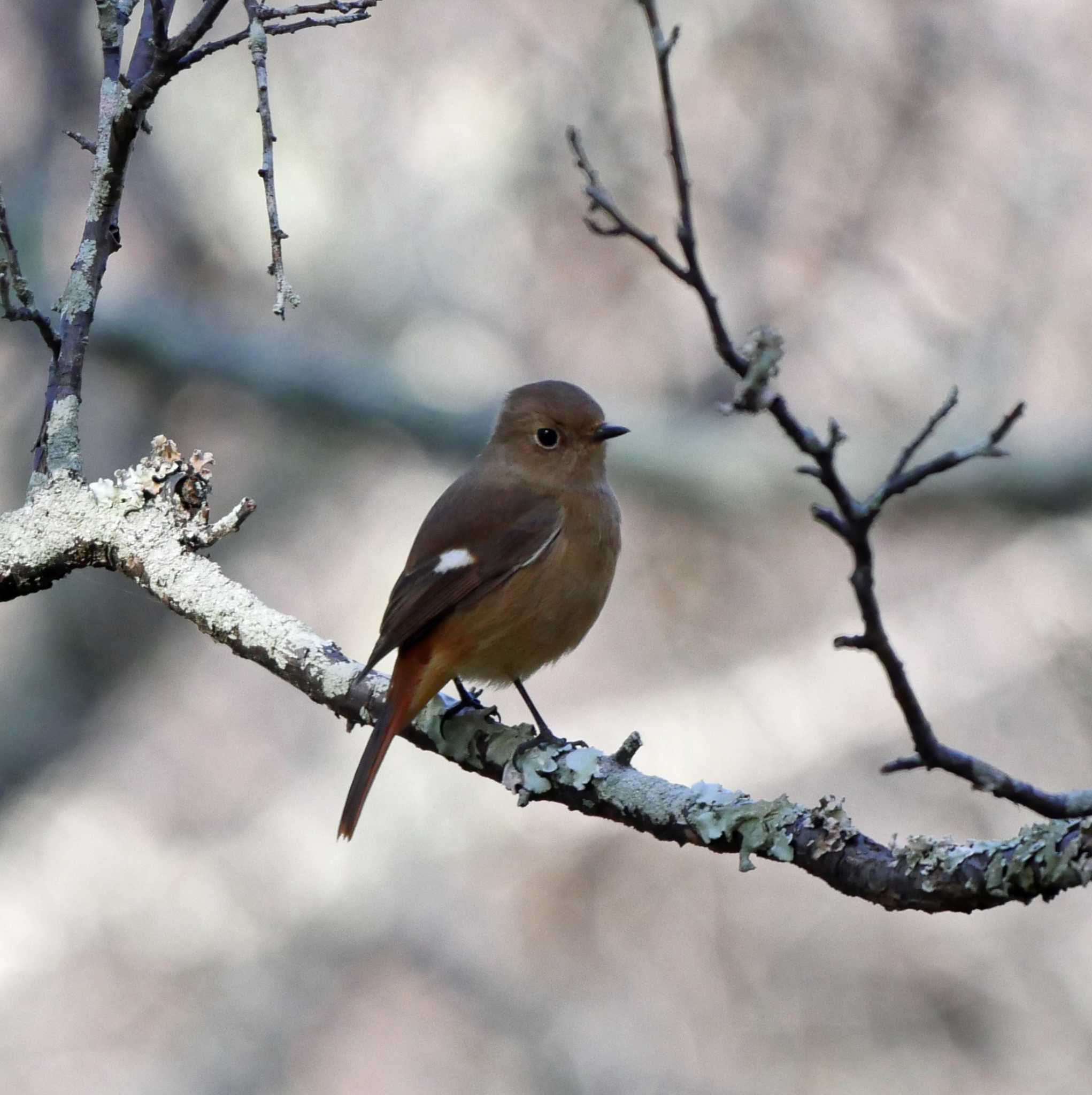 Photo of Daurian Redstart at 桶ケ谷沼 by Chacoder