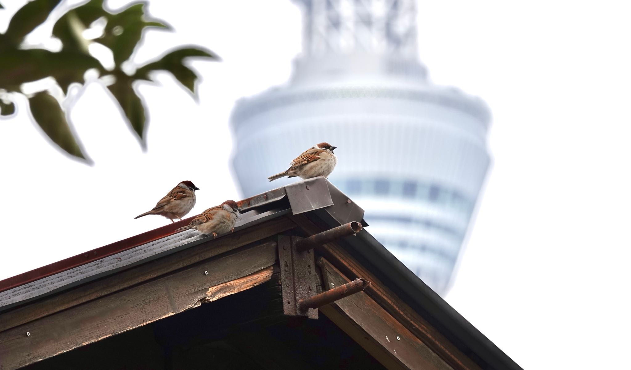 Photo of Eurasian Tree Sparrow at 東京都
