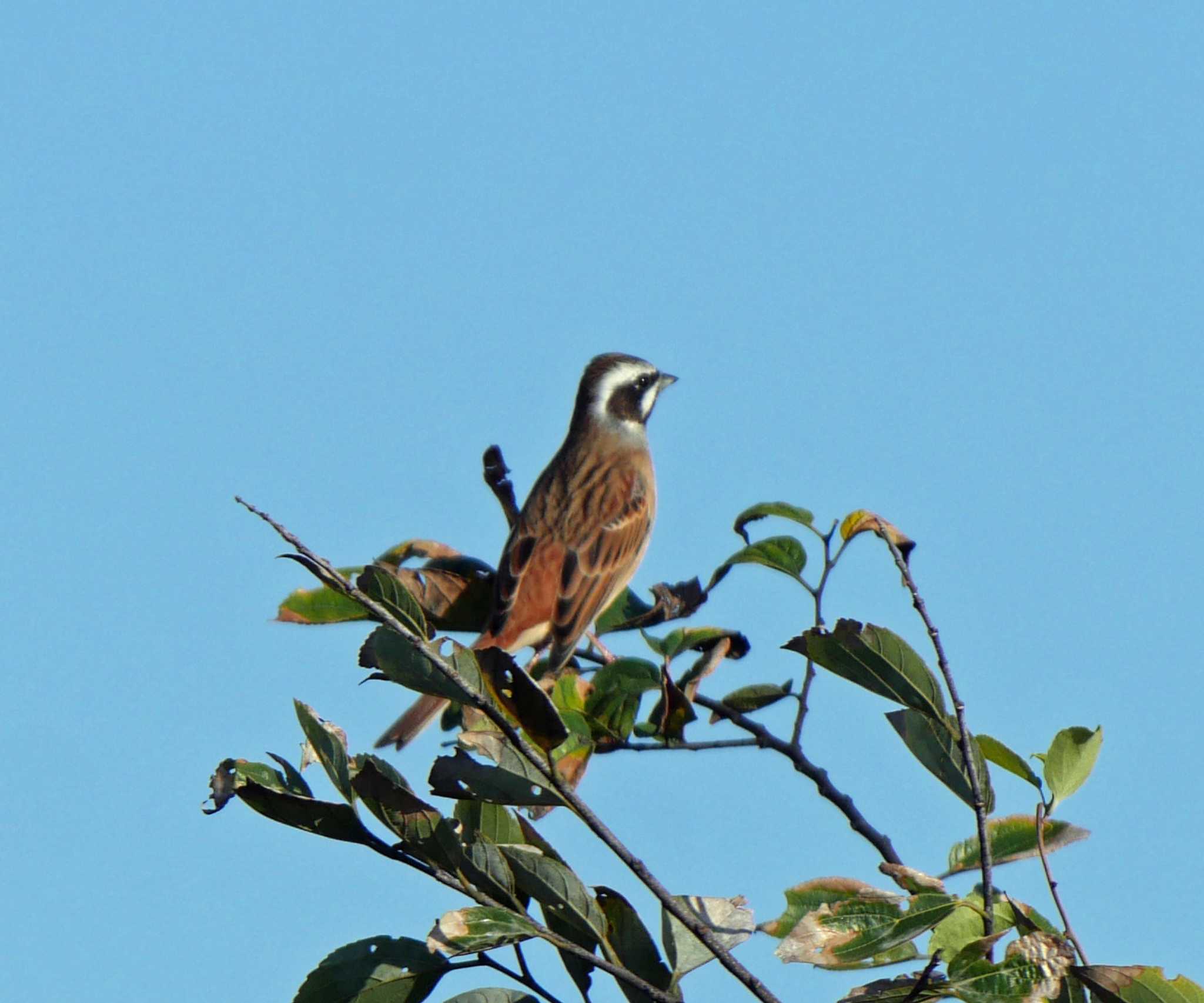 Photo of Meadow Bunting at 竜洋海浜公園 by Chacoder