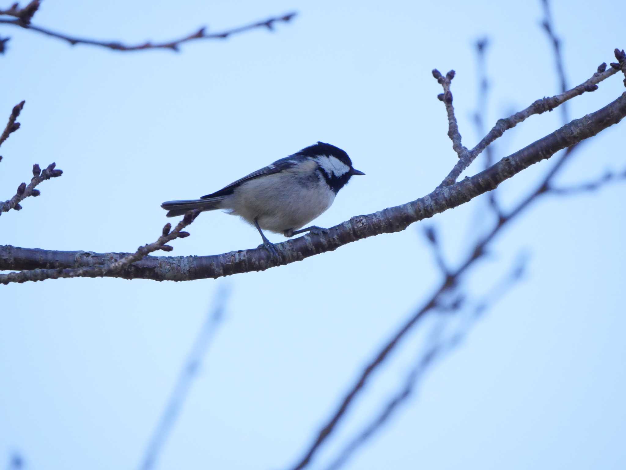 静岡県森林公園 ヒガラの写真 by Chacoder