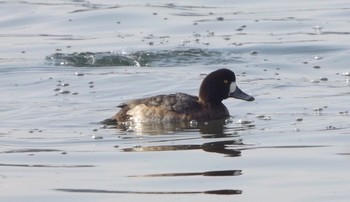 Greater Scaup 甲子園浜(兵庫県西宮市) Mon, 1/2/2017