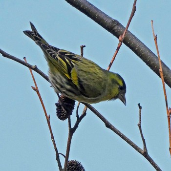 マヒワ 静岡県森林公園 2021年2月6日(土)