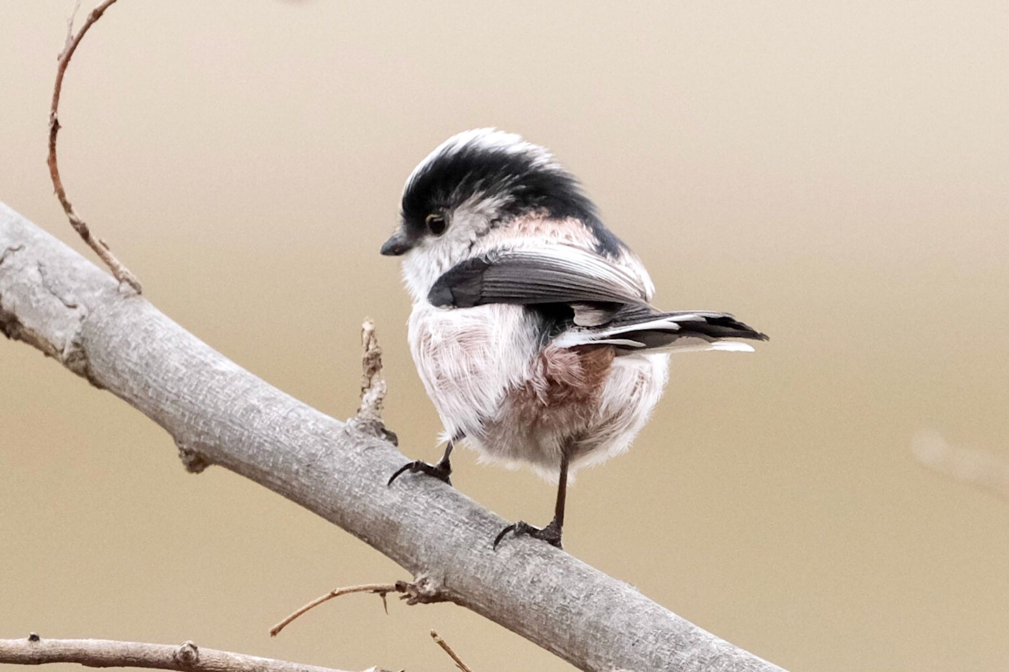 Photo of Long-tailed Tit at 善福寺川