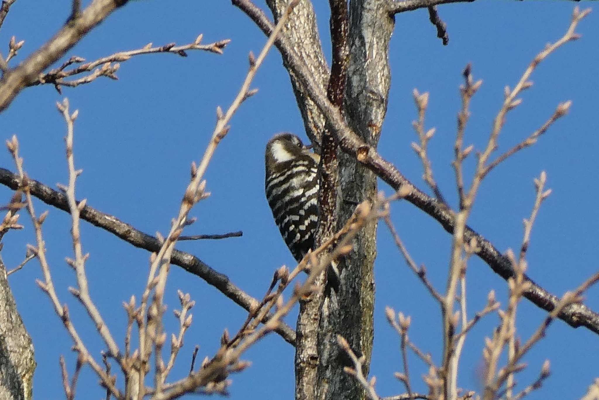 Photo of Japanese Pygmy Woodpecker at 赤羽自然観察公園