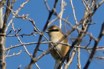 2021年2月13日(土) 赤羽自然観察公園の野鳥観察記録