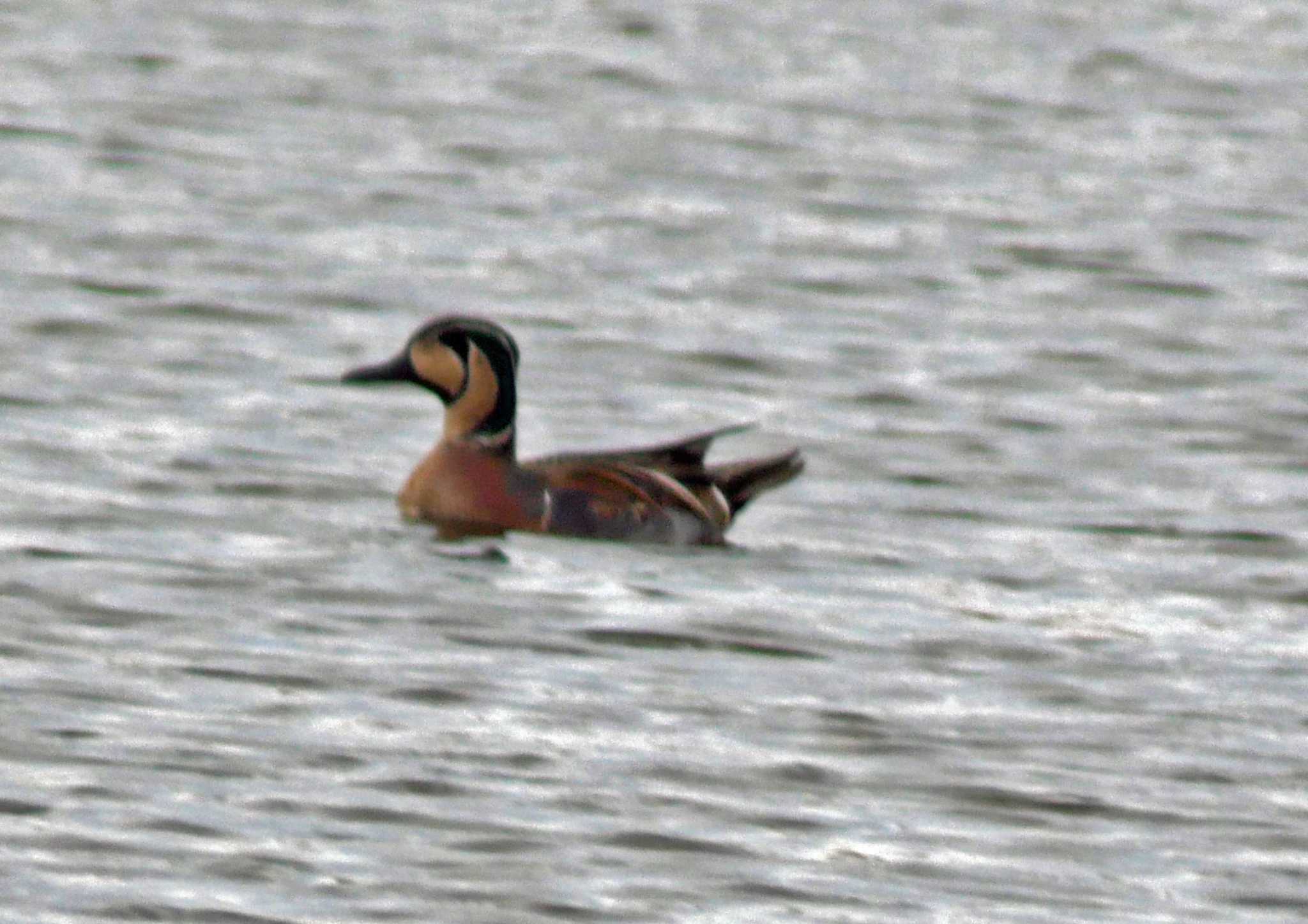 Photo of Baikal Teal at 磐田大池 by Chacoder