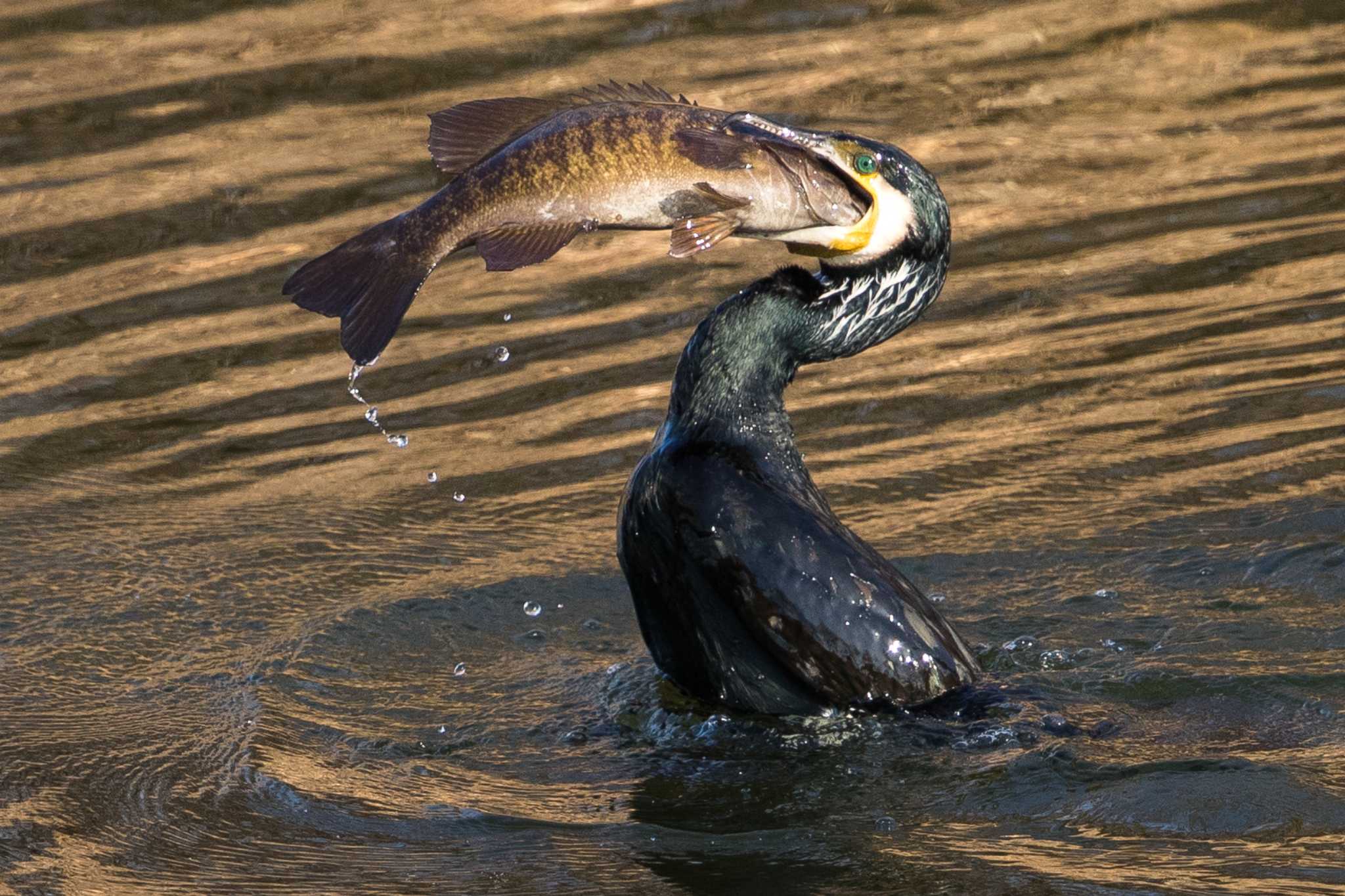 Photo of Great Cormorant at 東京都